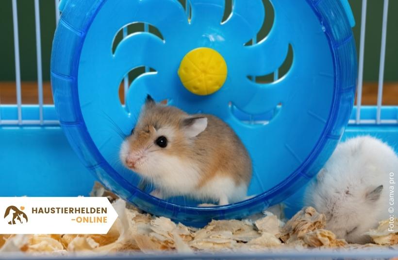 Hamsterrad