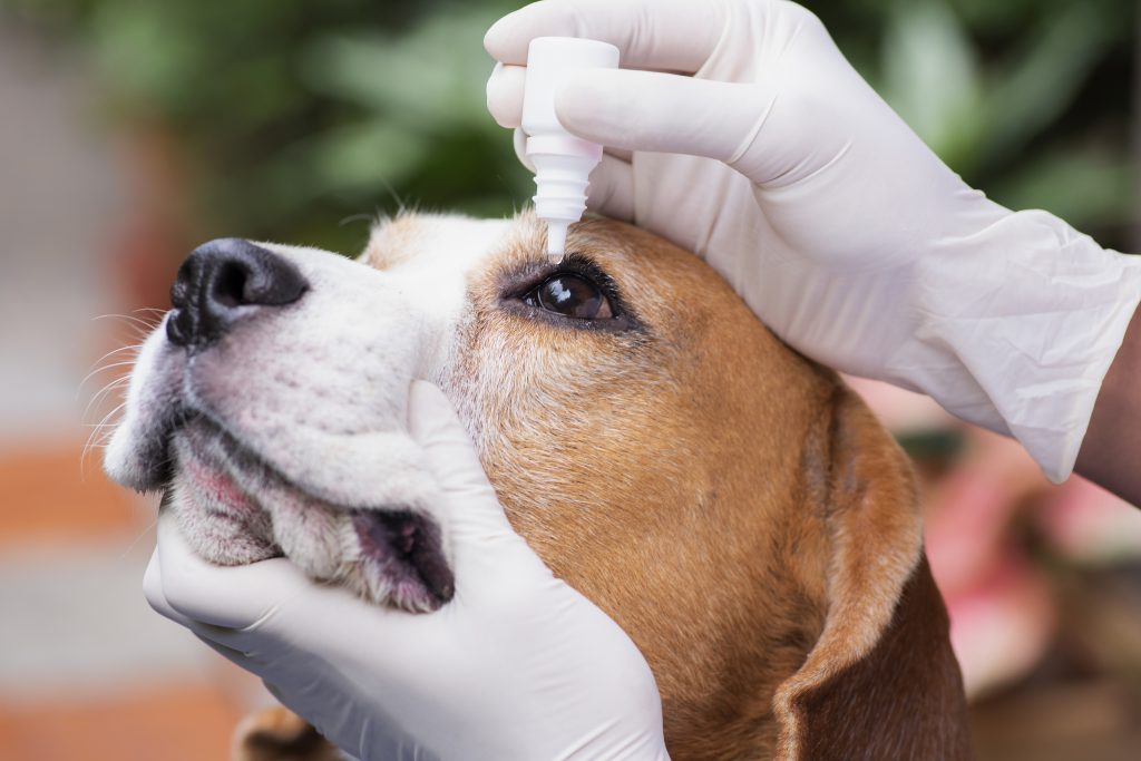 Bindehautentzündung beim Hund Ursachen und Behandlung