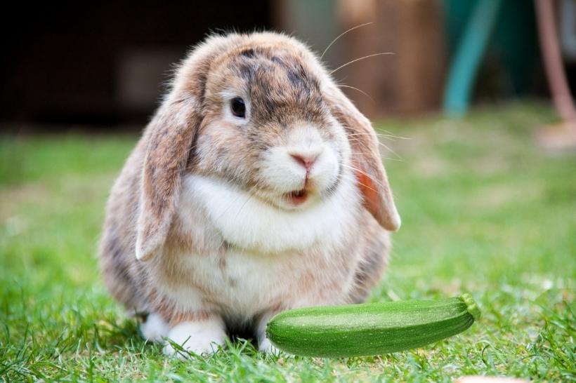 Dürfen Kaninchen Zucchini Essen