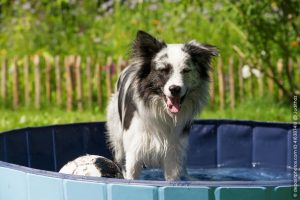 Hundepool