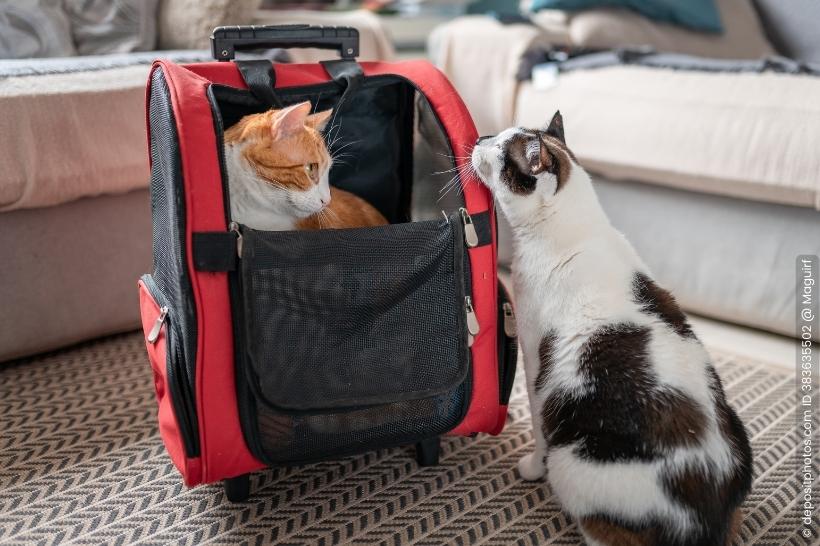 Transporttasche Katze